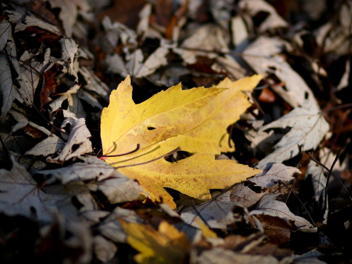 Мёртвая листва обои