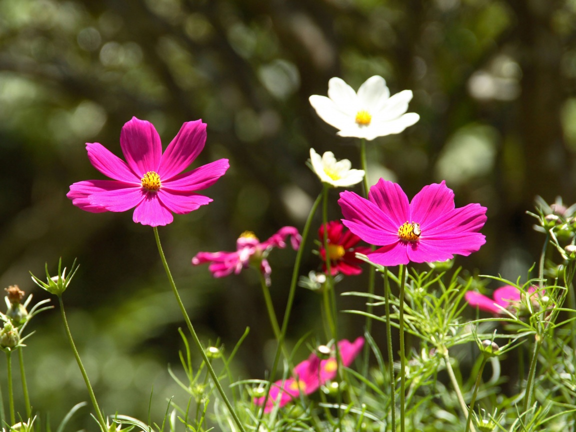 Белые и розовые цветочки обои