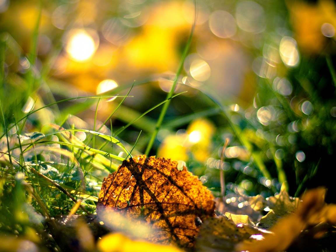 Опавший лист в траве обои