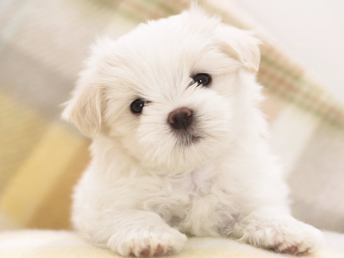 Щенок мальтийской болонки обои