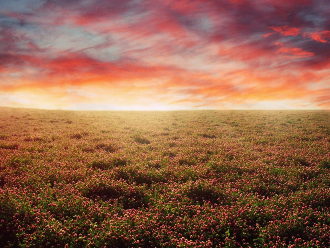 Закатное небо над цветочным полем обои