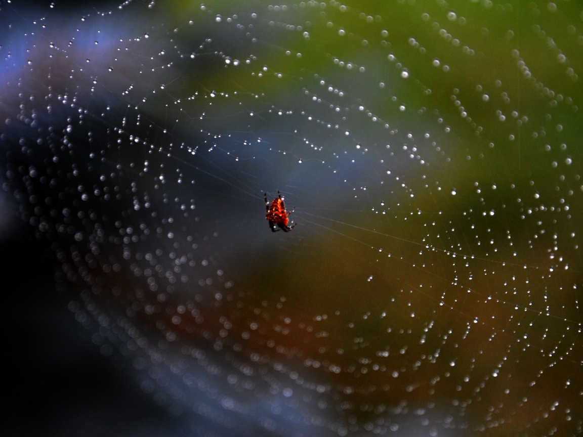 Паук на паутине обои