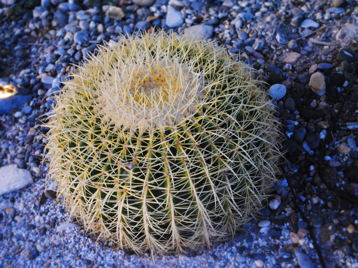 Круглый кактус обои