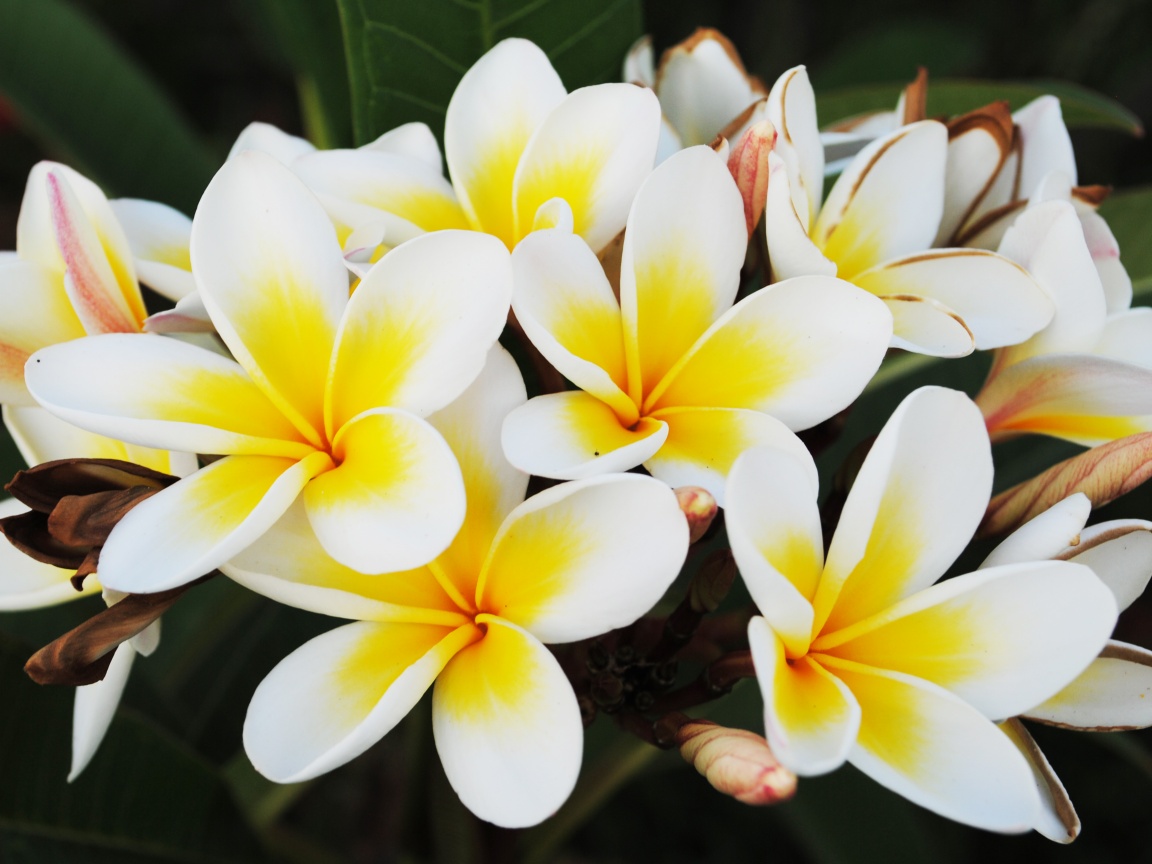 Прекрасные цветы обои