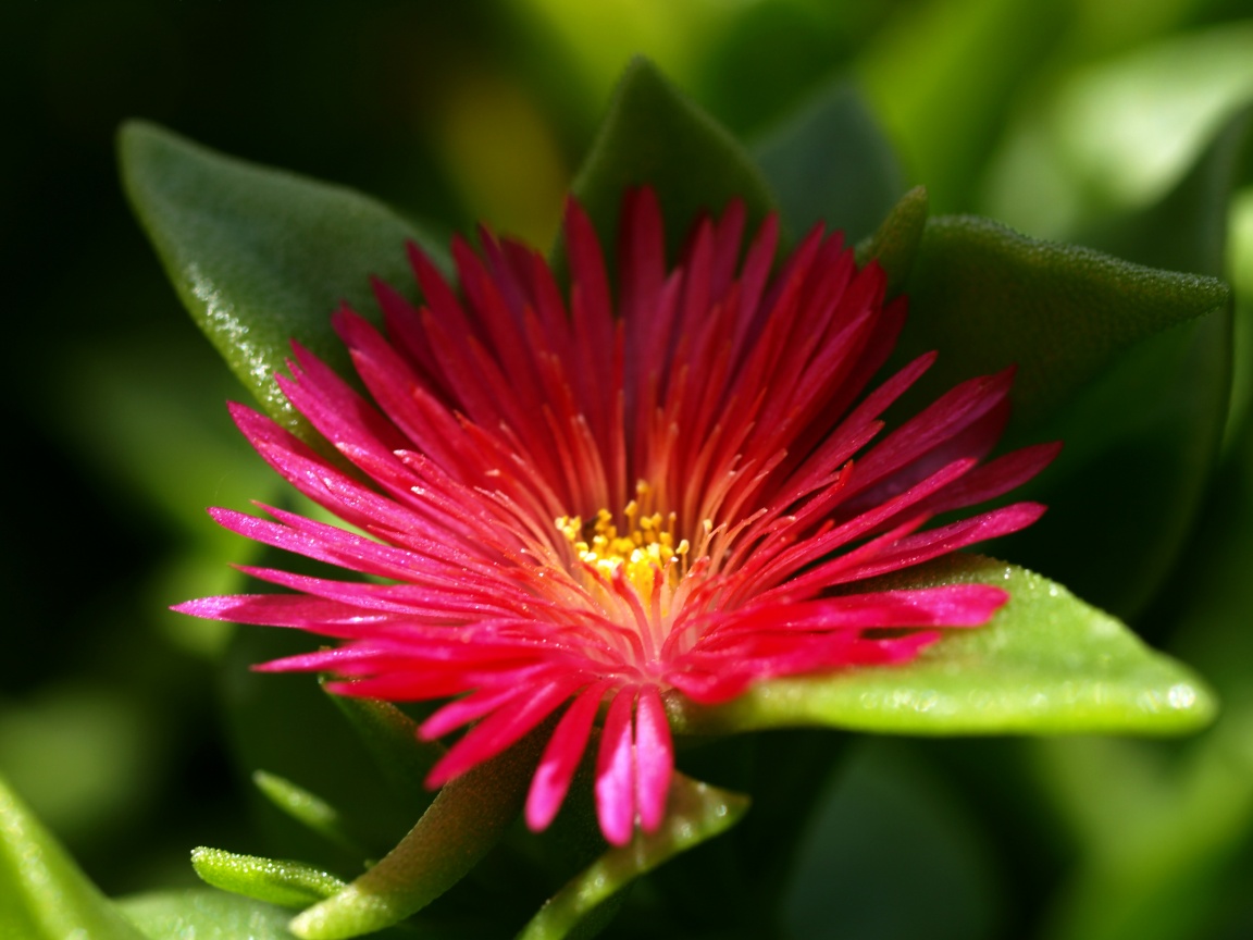 Чудесный цветок обои