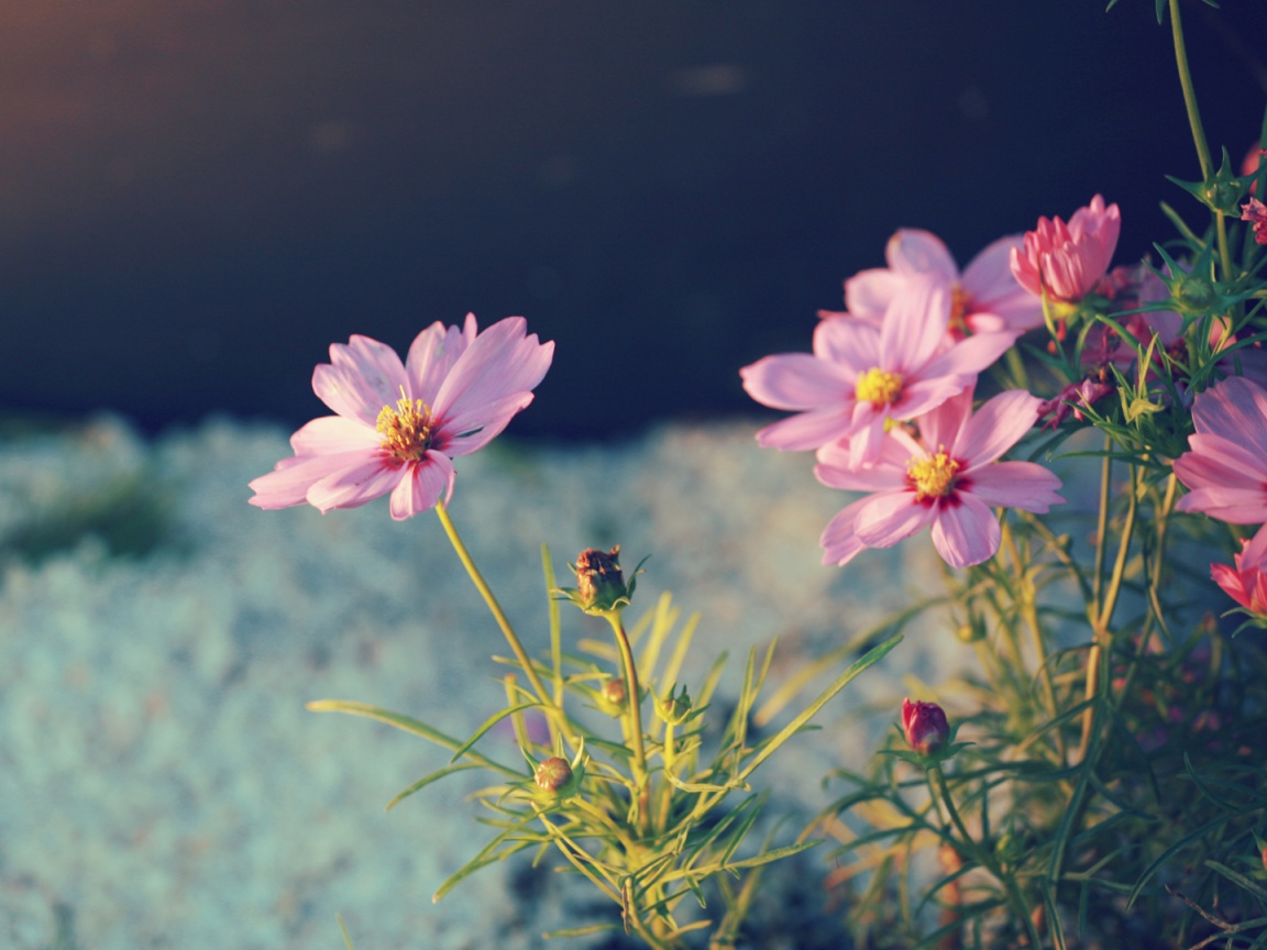 Полевой цветок обои