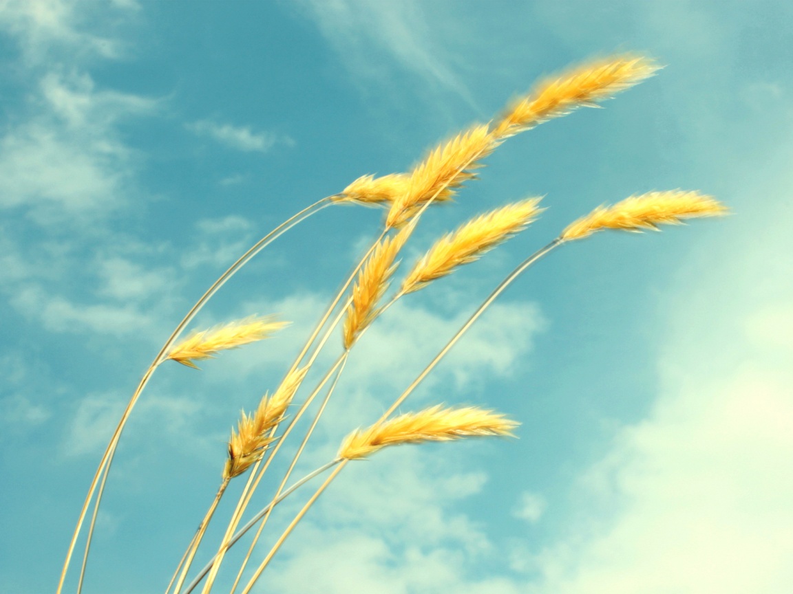 Колосья обои