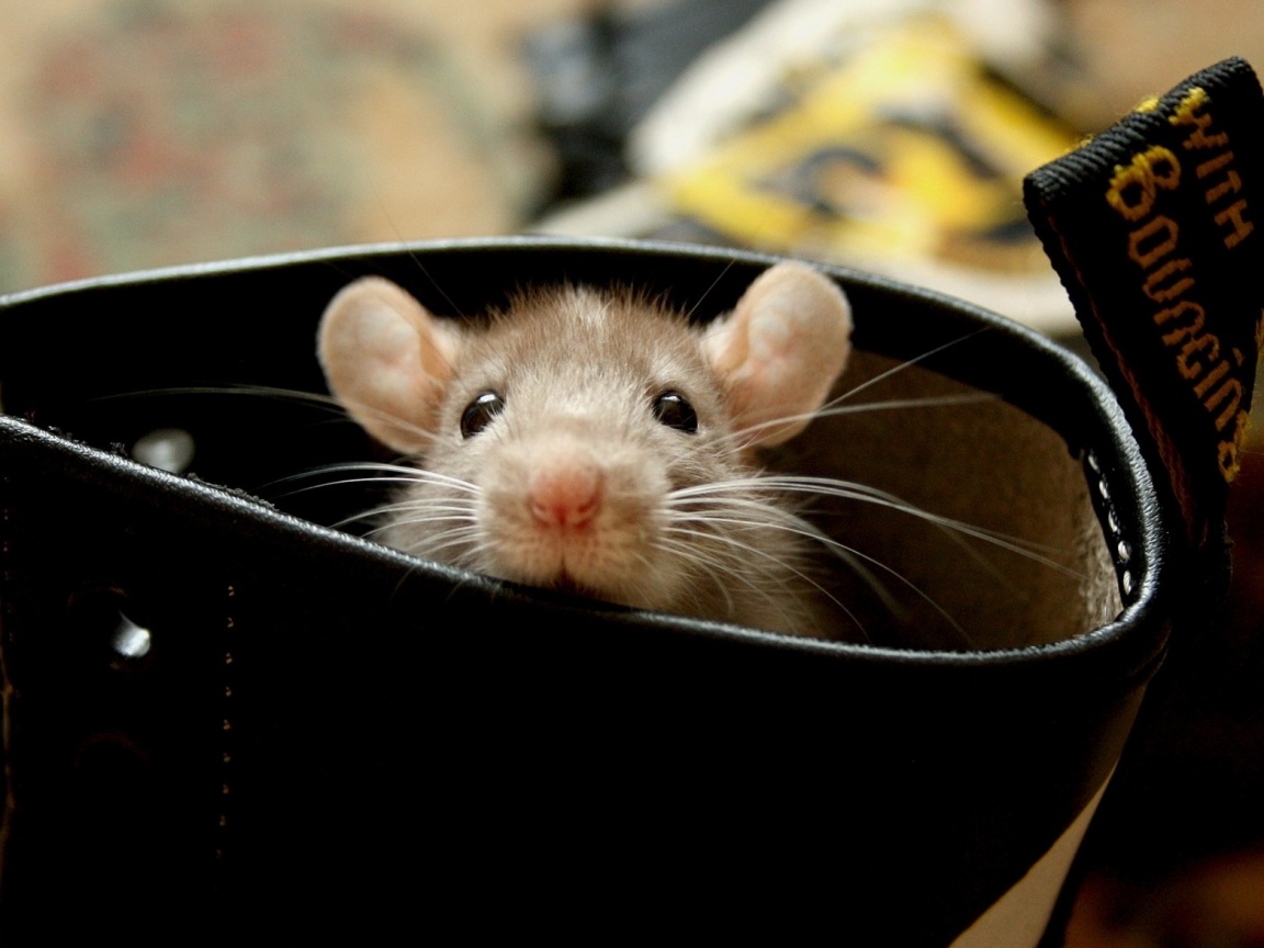 Мышонок выглядывает из ботинка обои