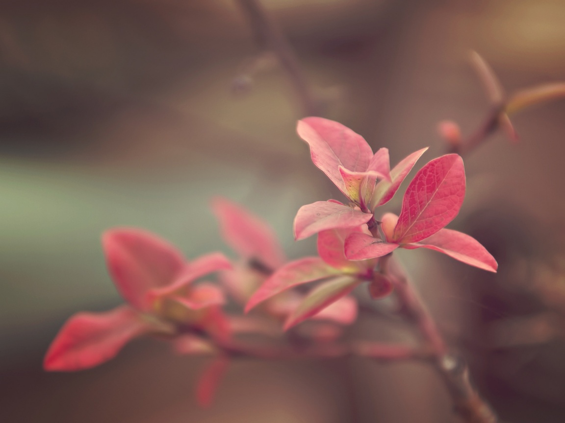 Красные листья на ветке обои