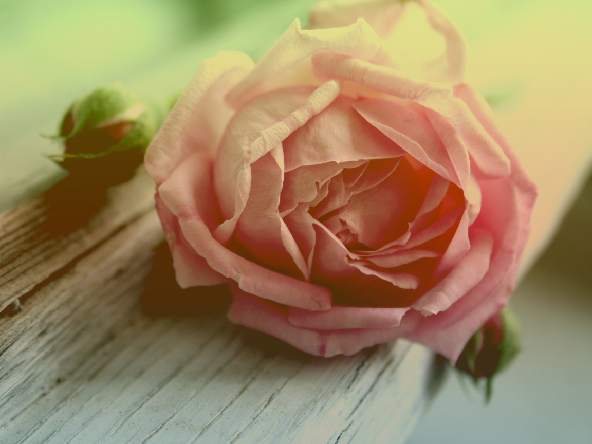 Бутон нежной розы обои