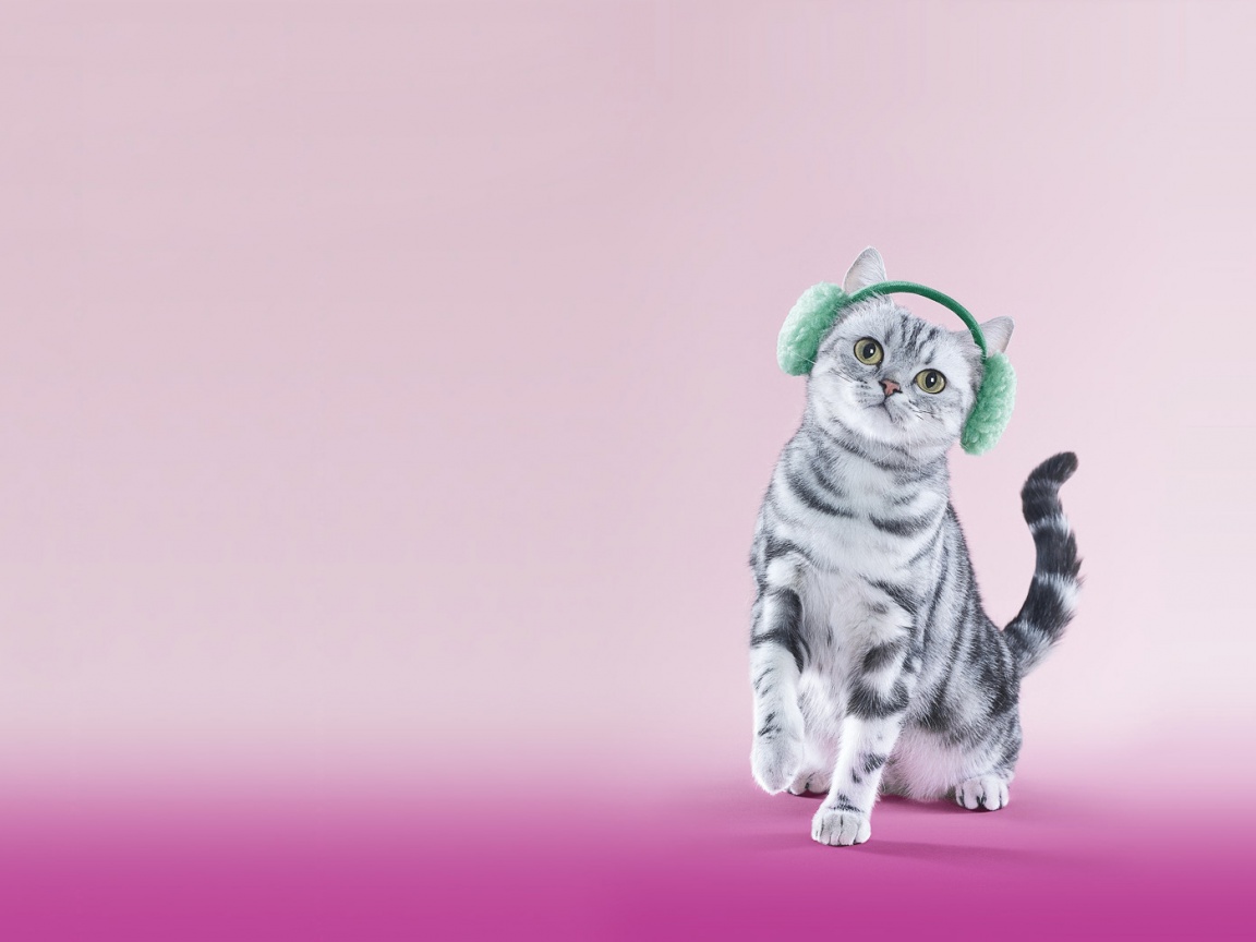 Кот в зеленых наушниках обои