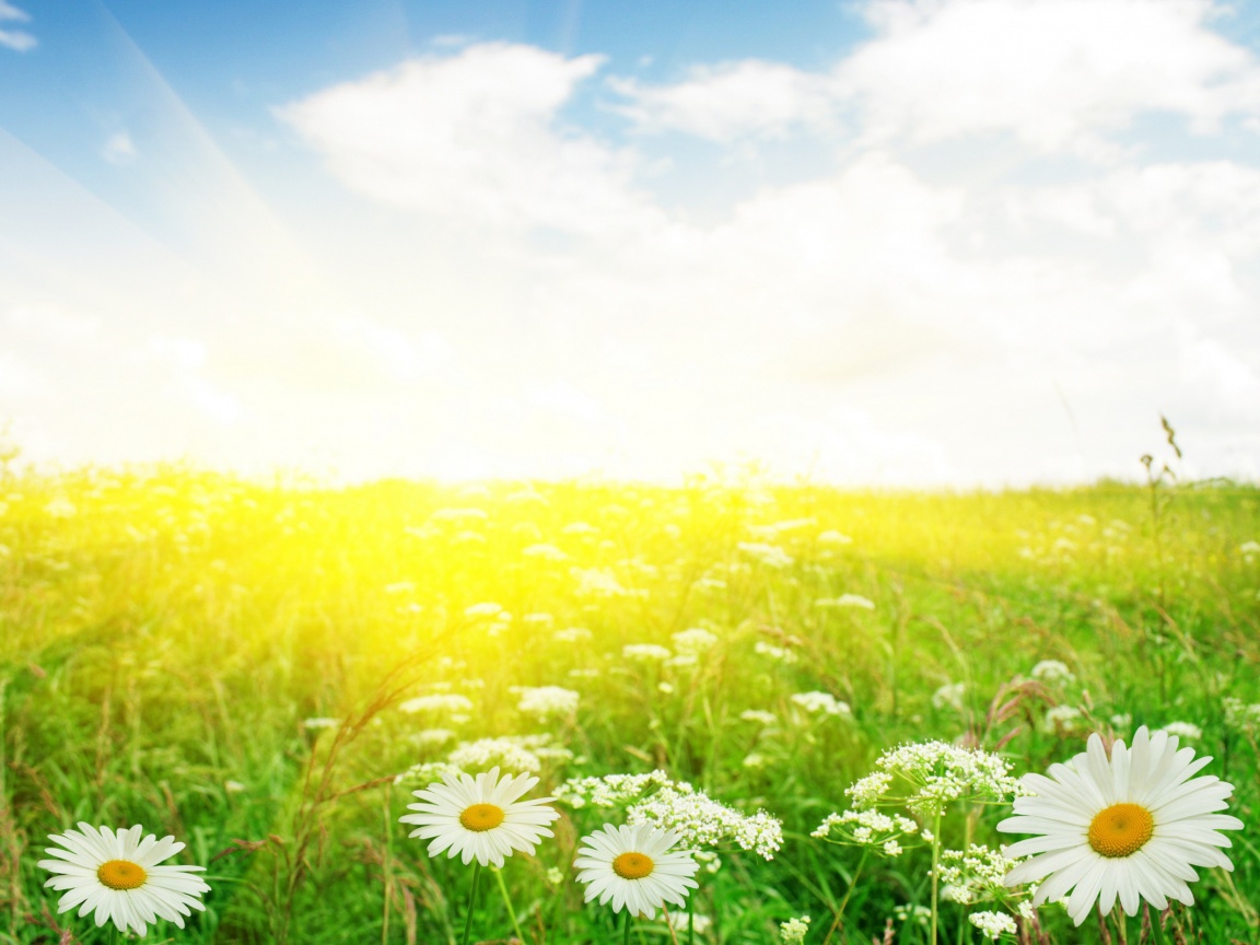 Поле ромашек обои