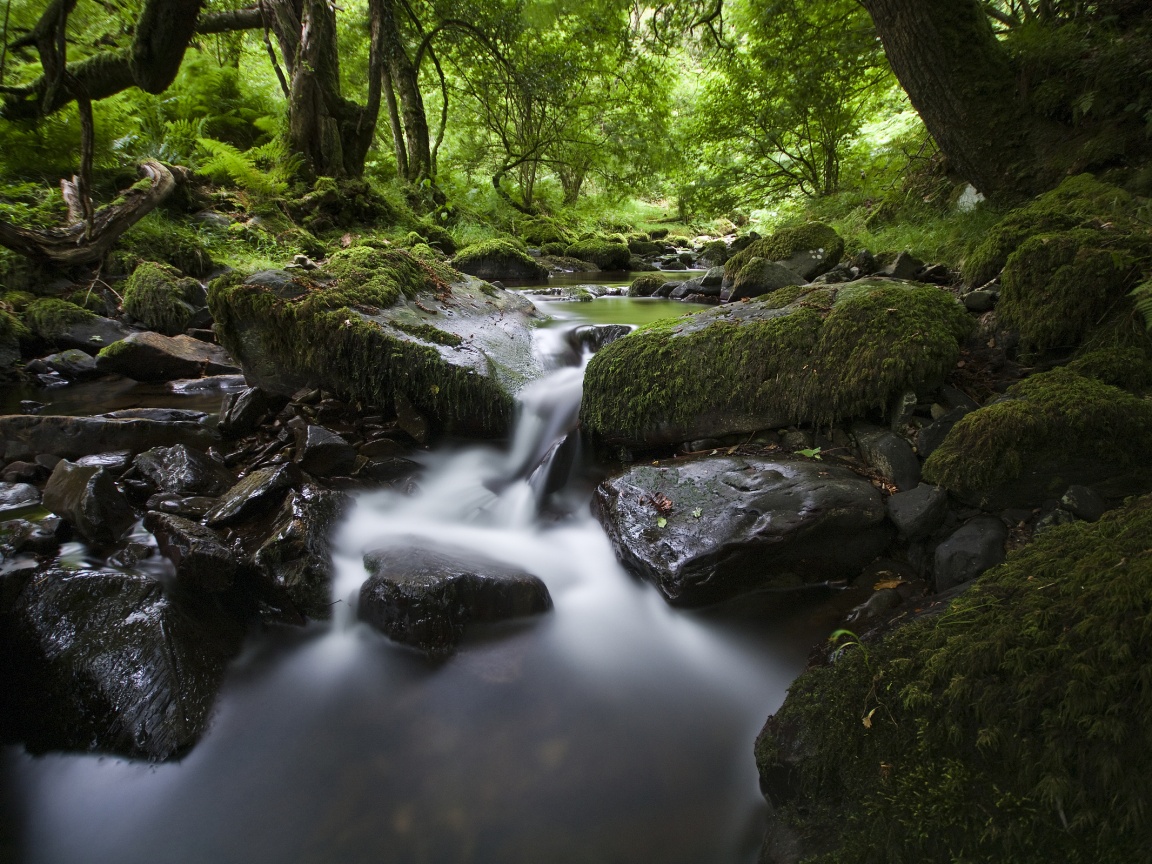 Речной поток в лесу обои