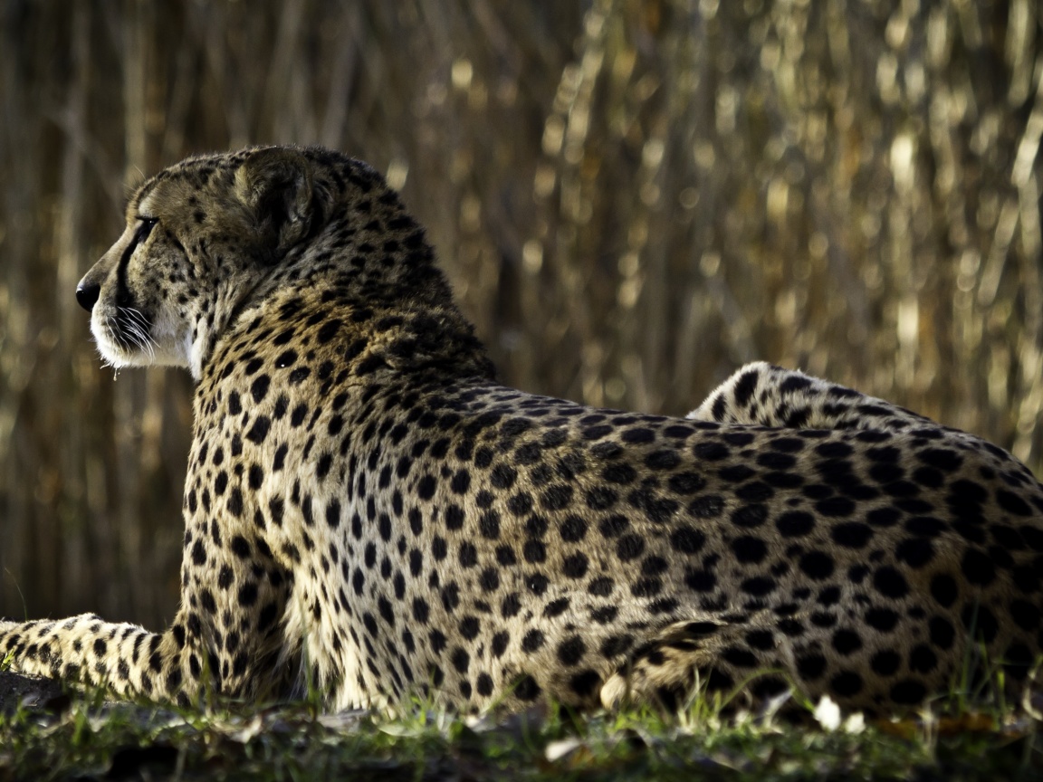 Гепард обои