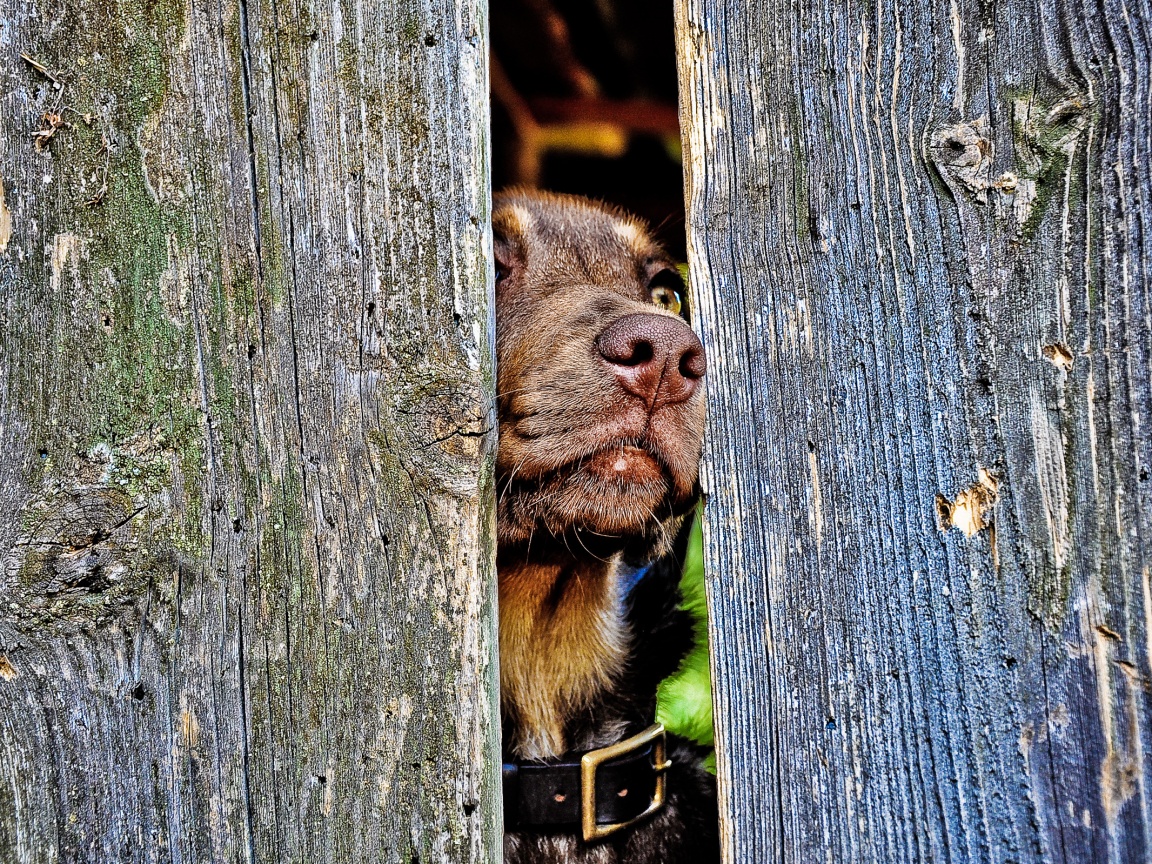 Собака выглядывает из-за забора обои