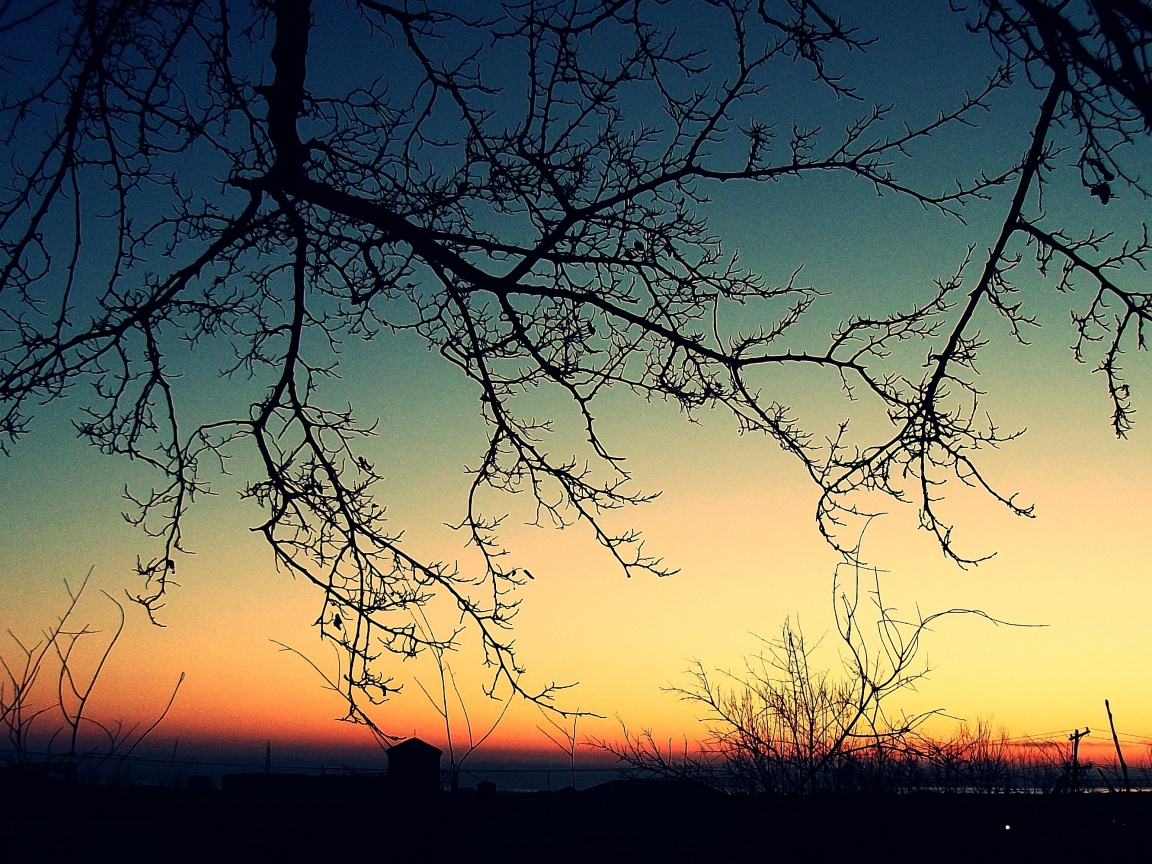 Закат сквозь ветки деревьев обои