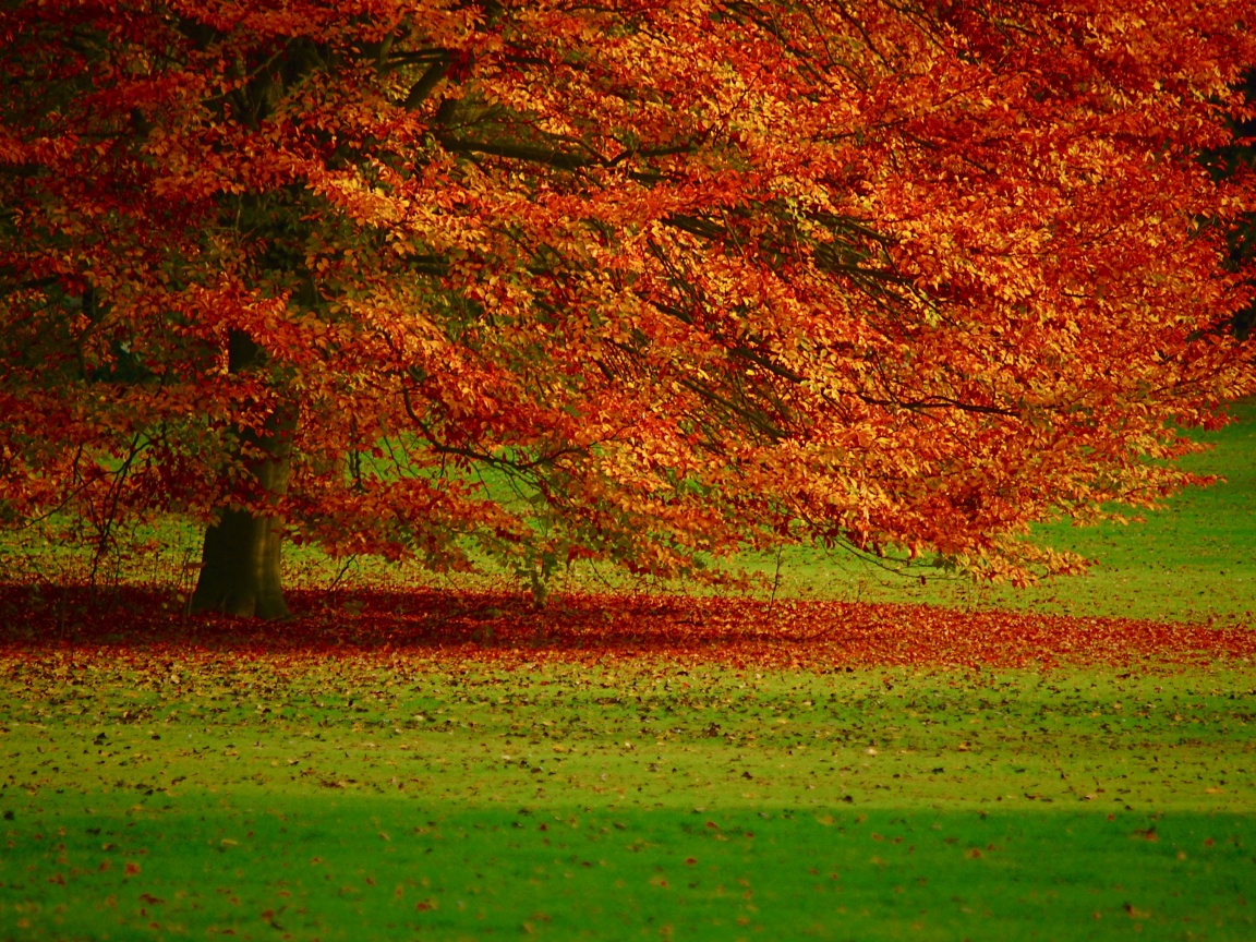 Пожелтевшее дерево с облетающей листвой обои