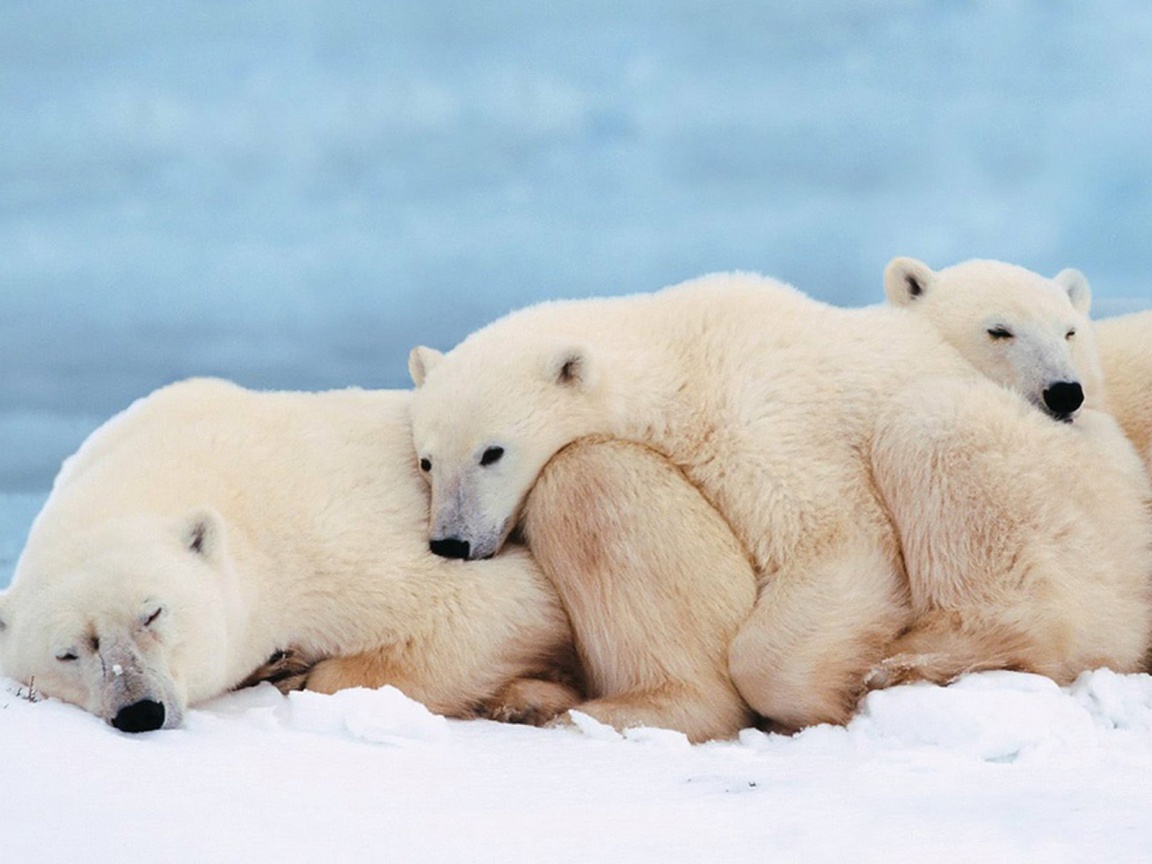 Белые мишки спят обои