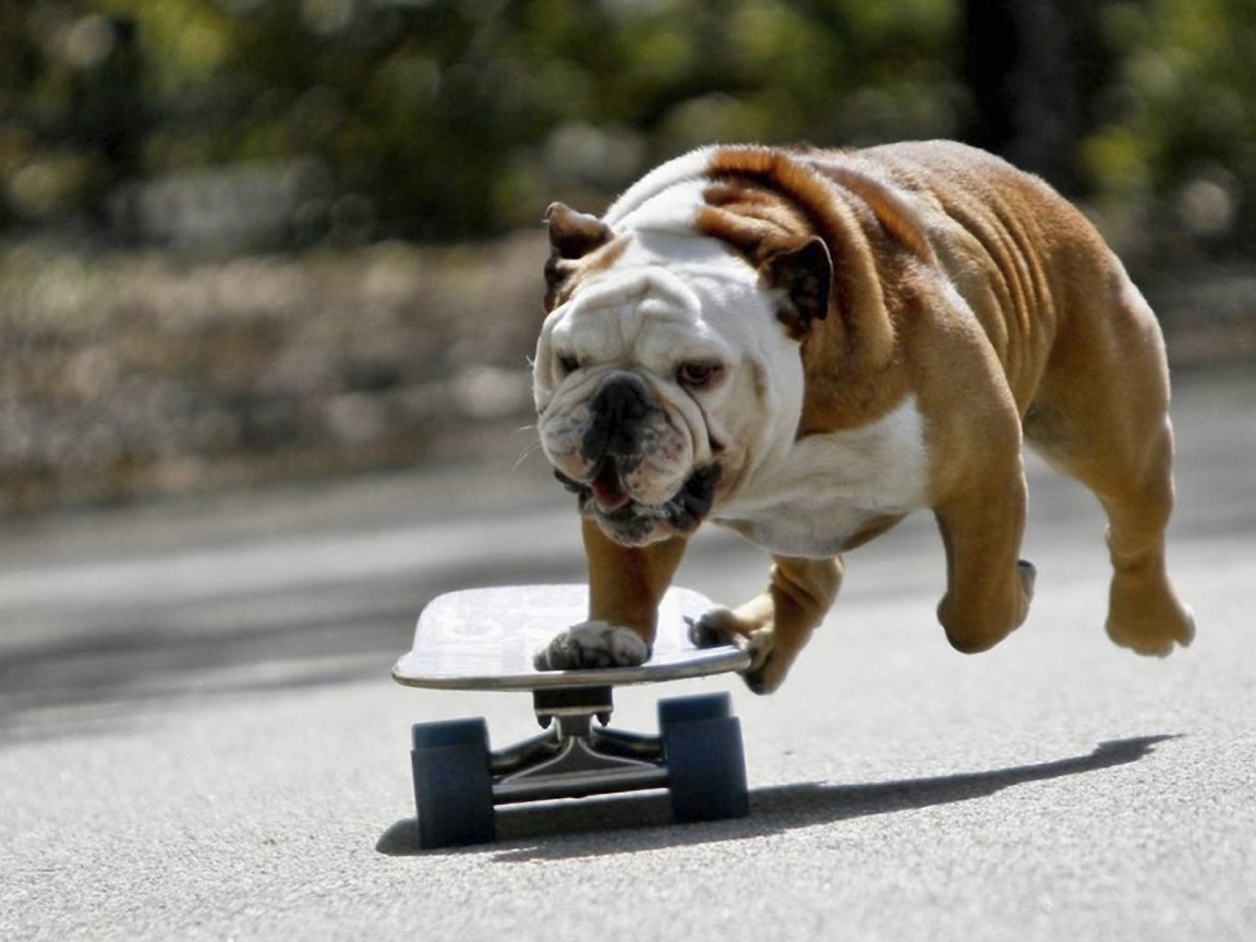 Собака на скейтборде обои