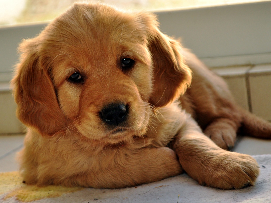 Сонный щенок лабрадора обои