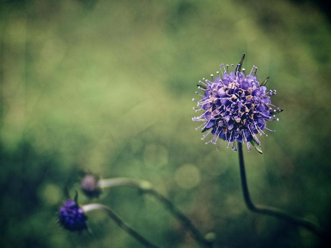 Цветок в макро обои