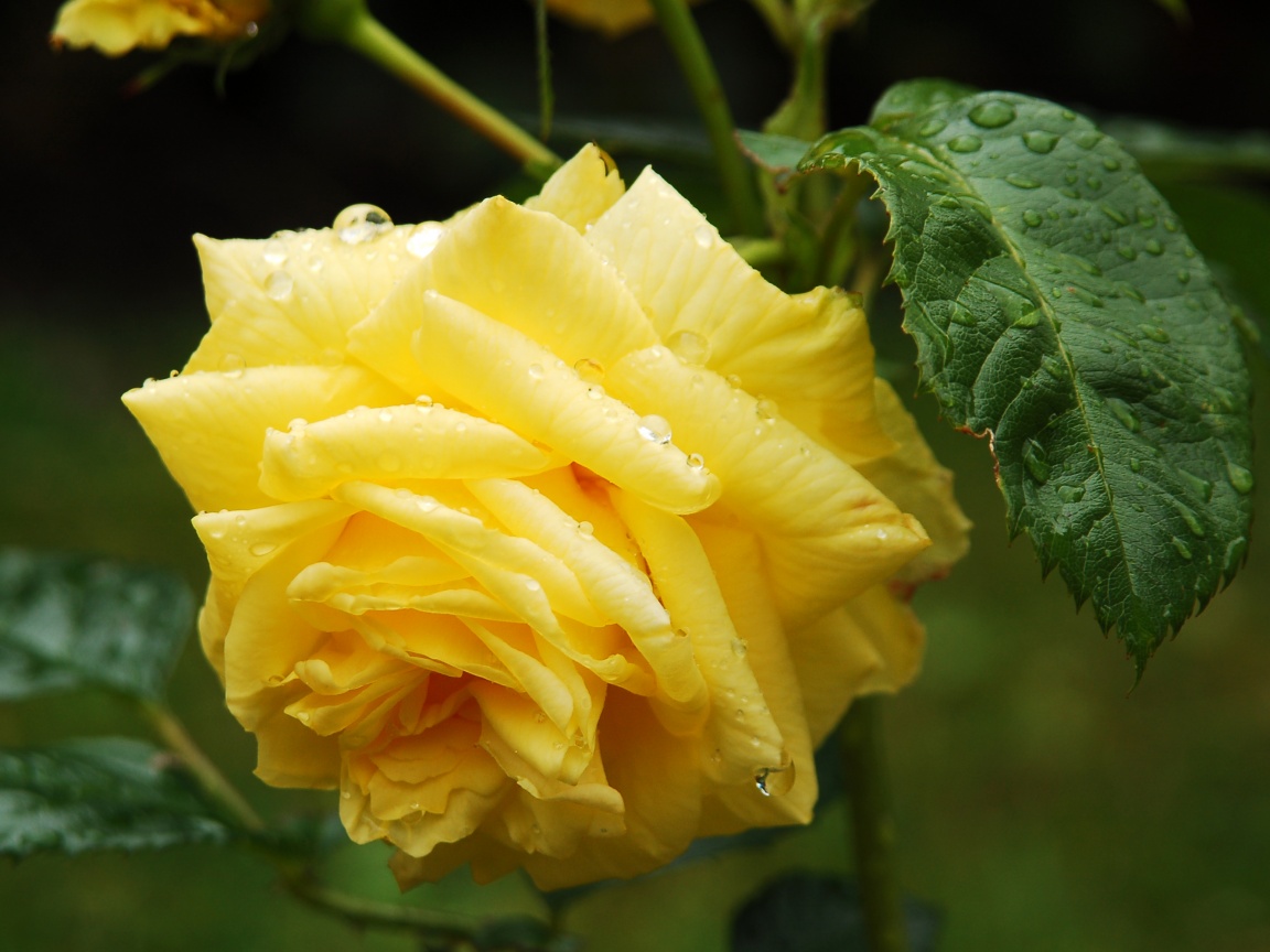 Желтая роза обои