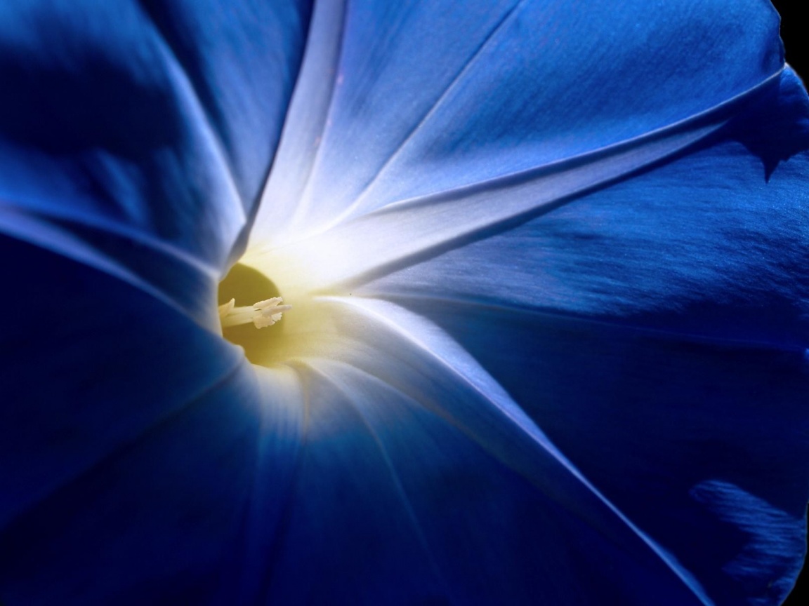 Нежный голубой цветок обои