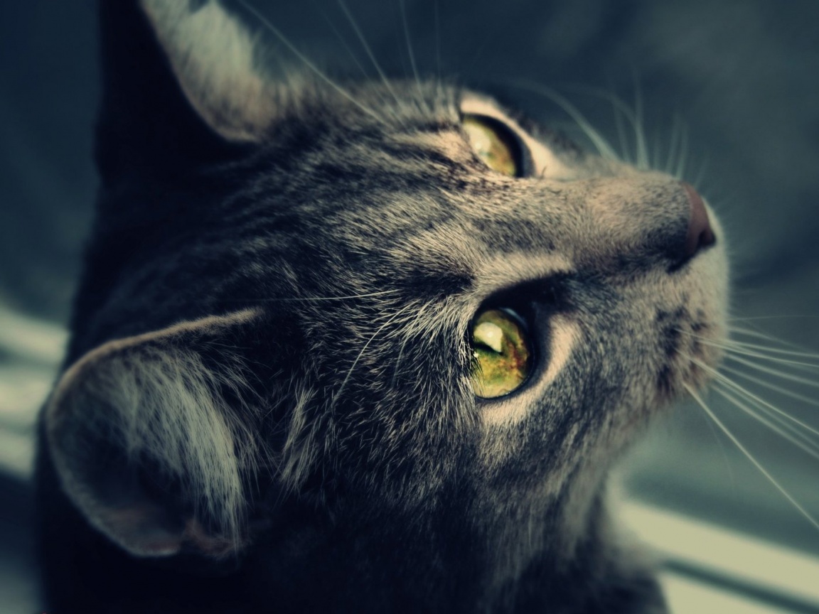 Кот с желтыми глазами обои
