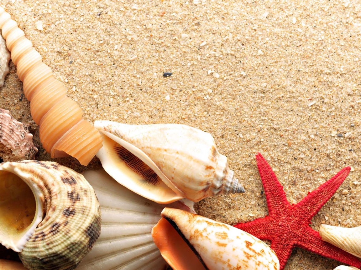 Морские раковины и звезды обои