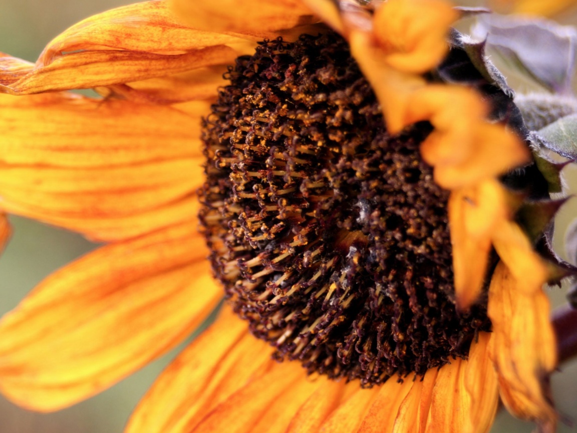 Подсолхну осенью обои