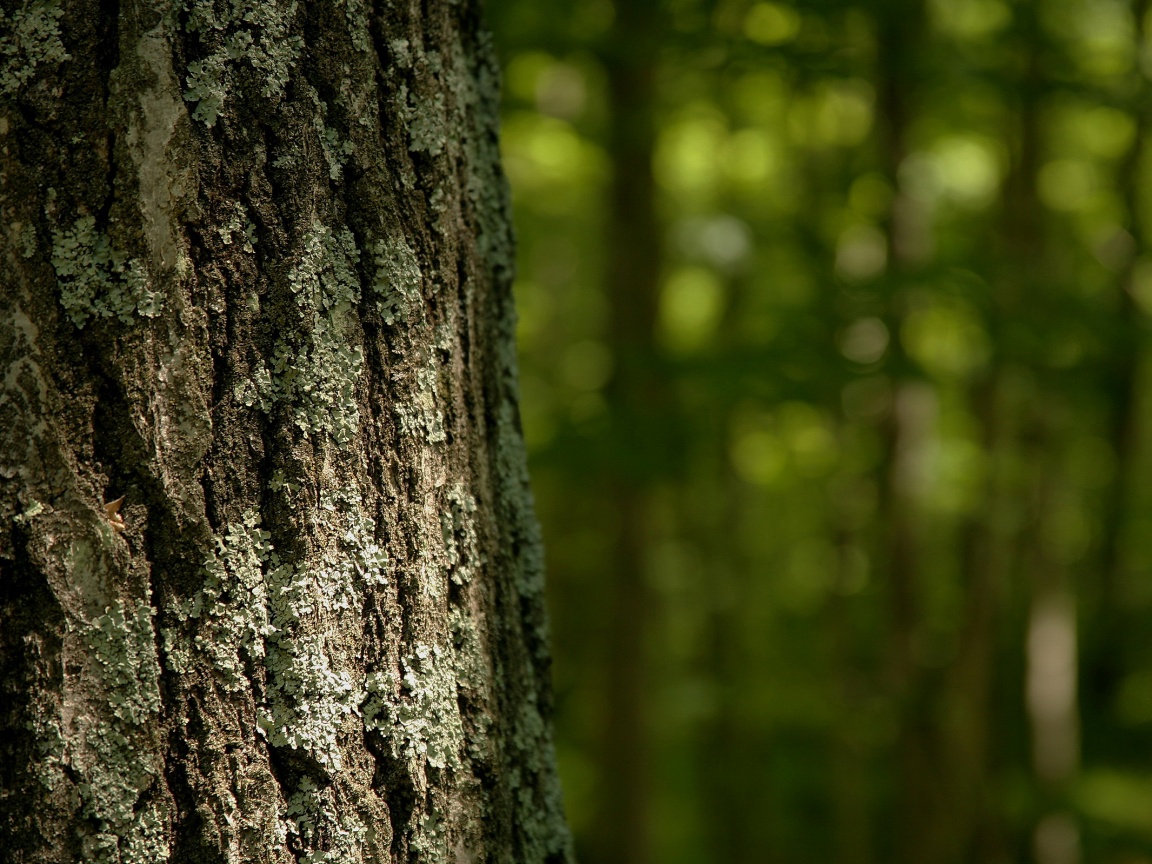 Ствол дерева обои