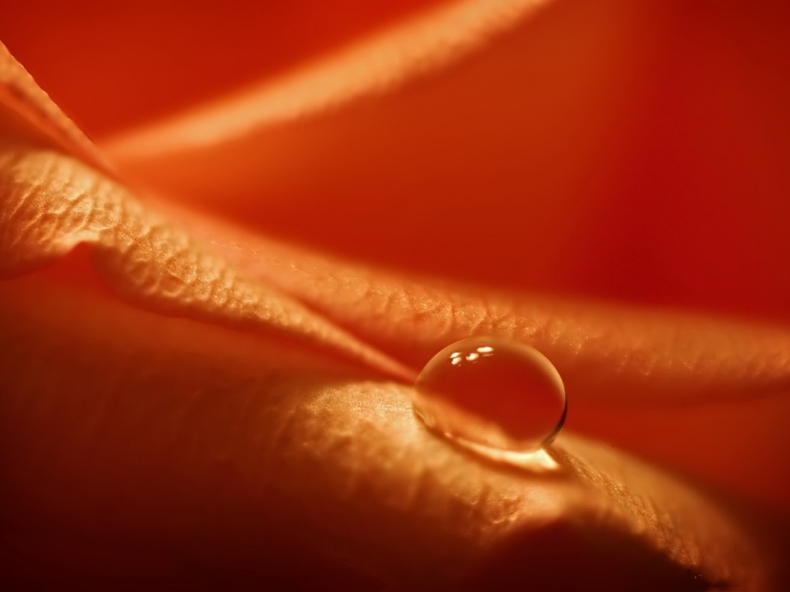 Капелька обои