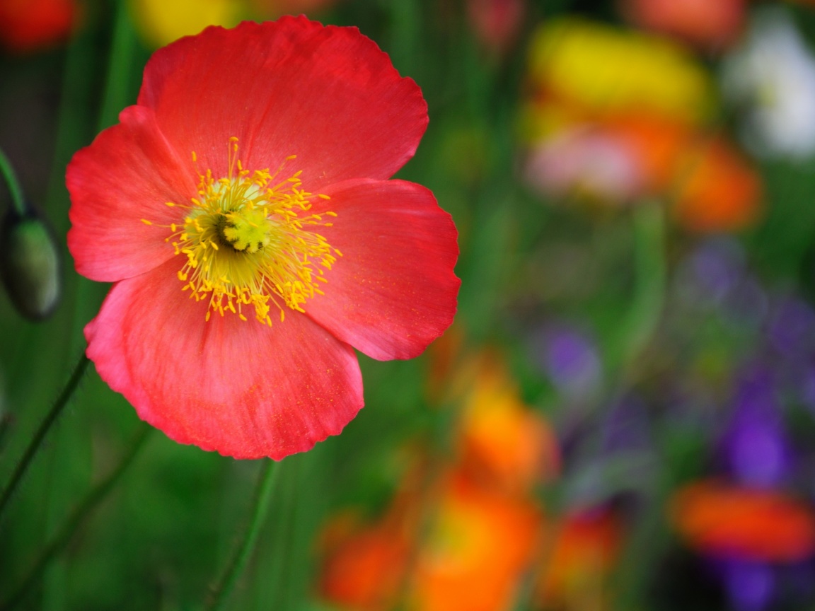 Красивый красный цветок обои