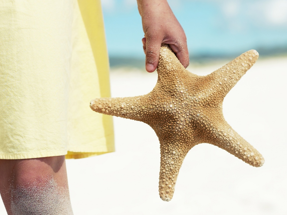 Морская звезда в руке обои