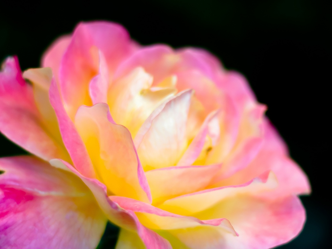 Картинка с нежным розовым цветком обои