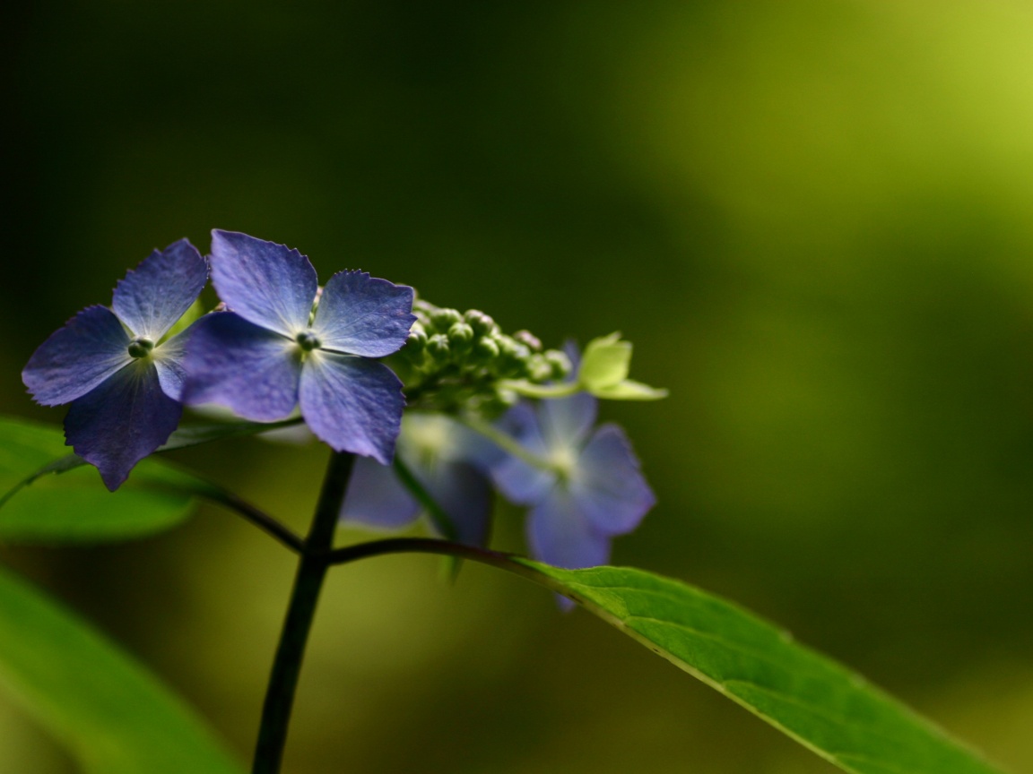 Нежно-синие цветы обои