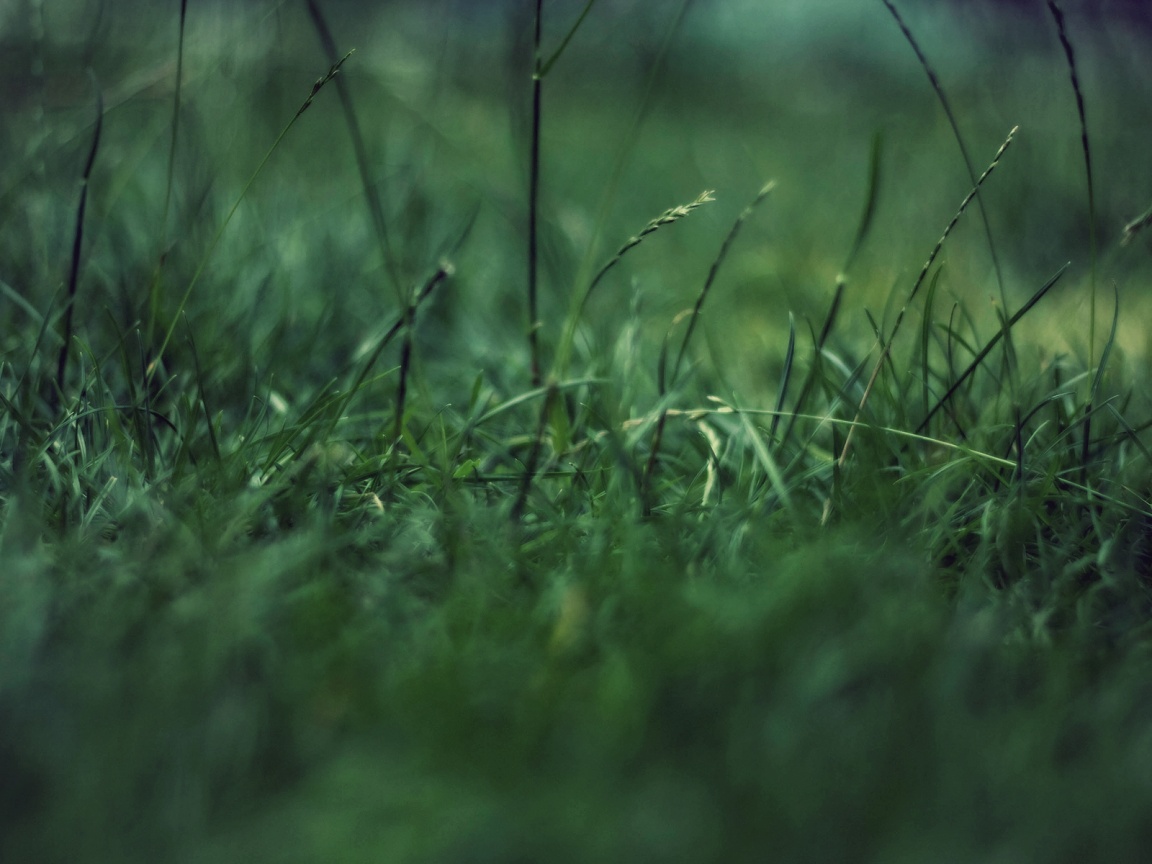 Трава в макро режиме обои