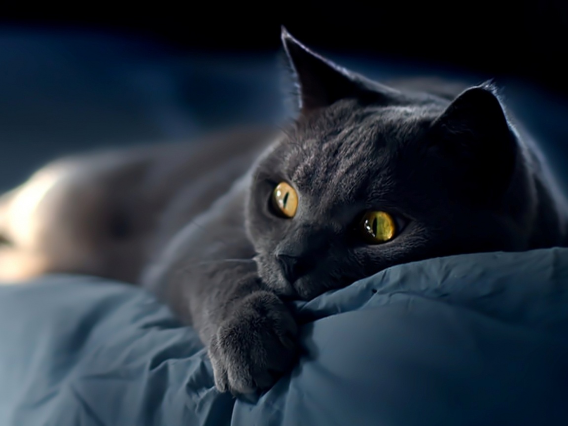 Персидский кот на кровати обои