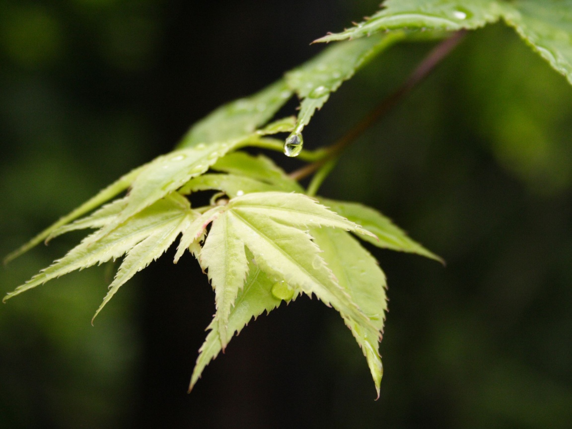 Капля на листе обои