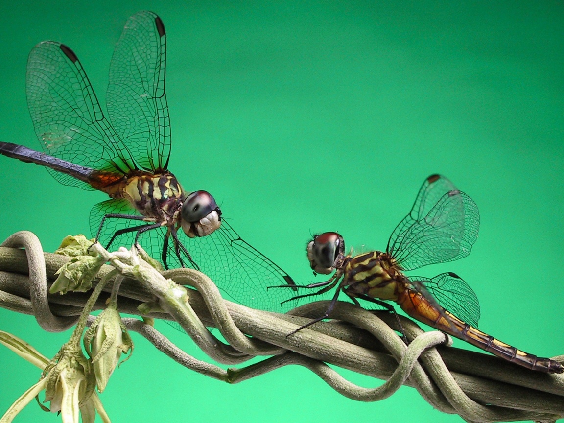Две стрекозы обои