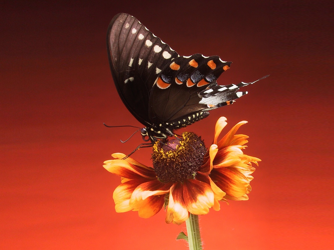 Бабочка на цветке обои
