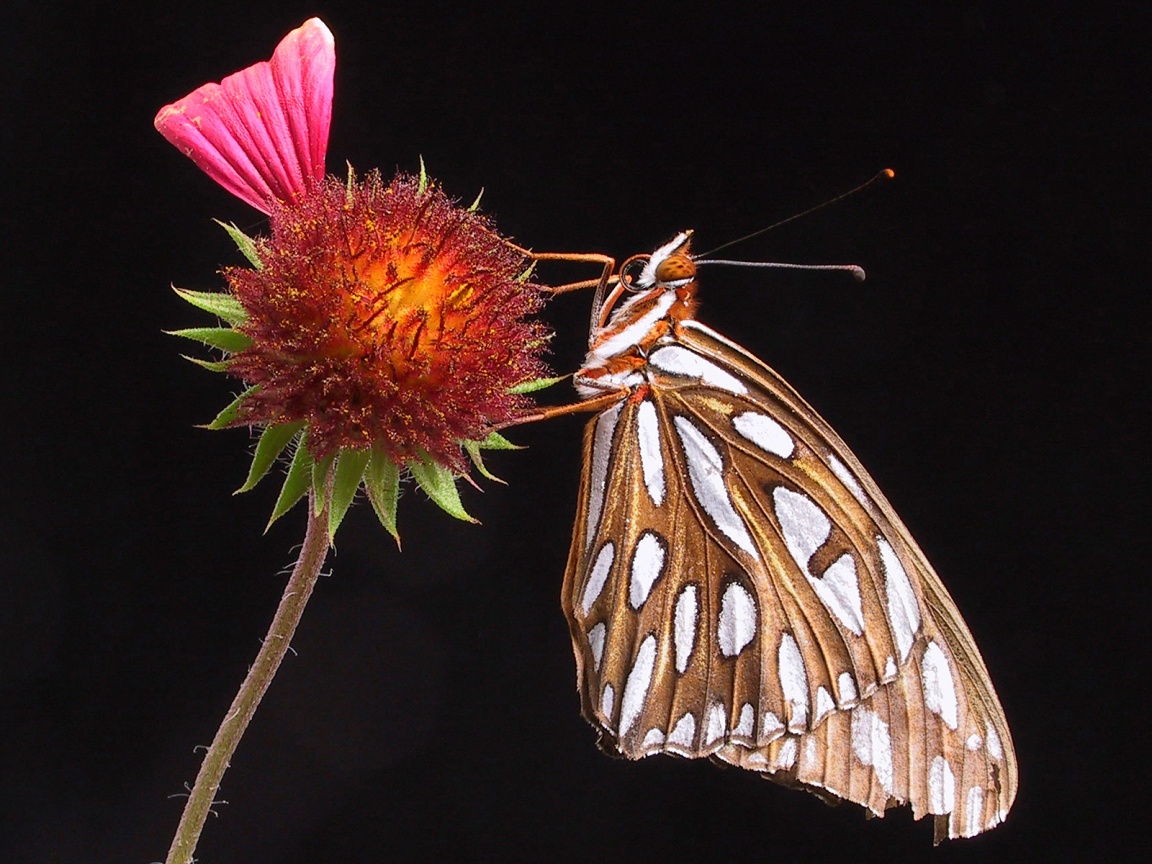 Бабочка на цветке обои