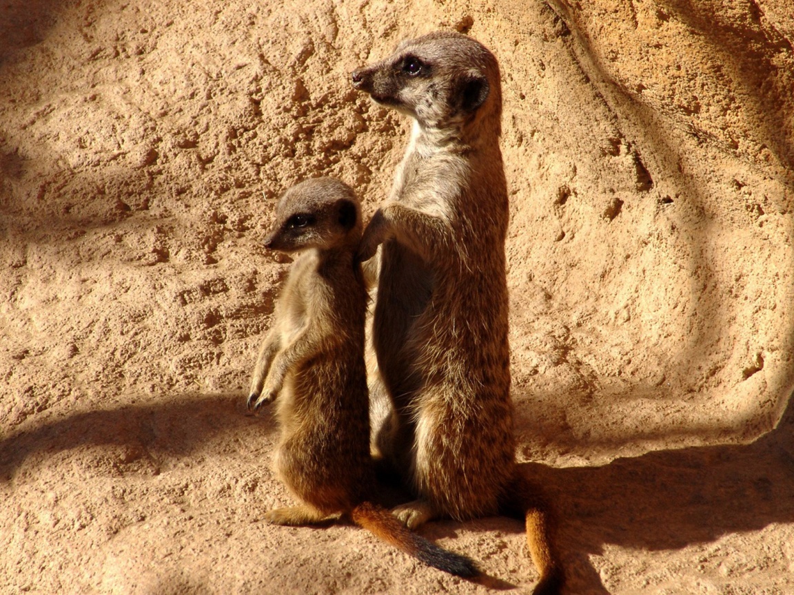 Сурикаты на страже отчизны обои