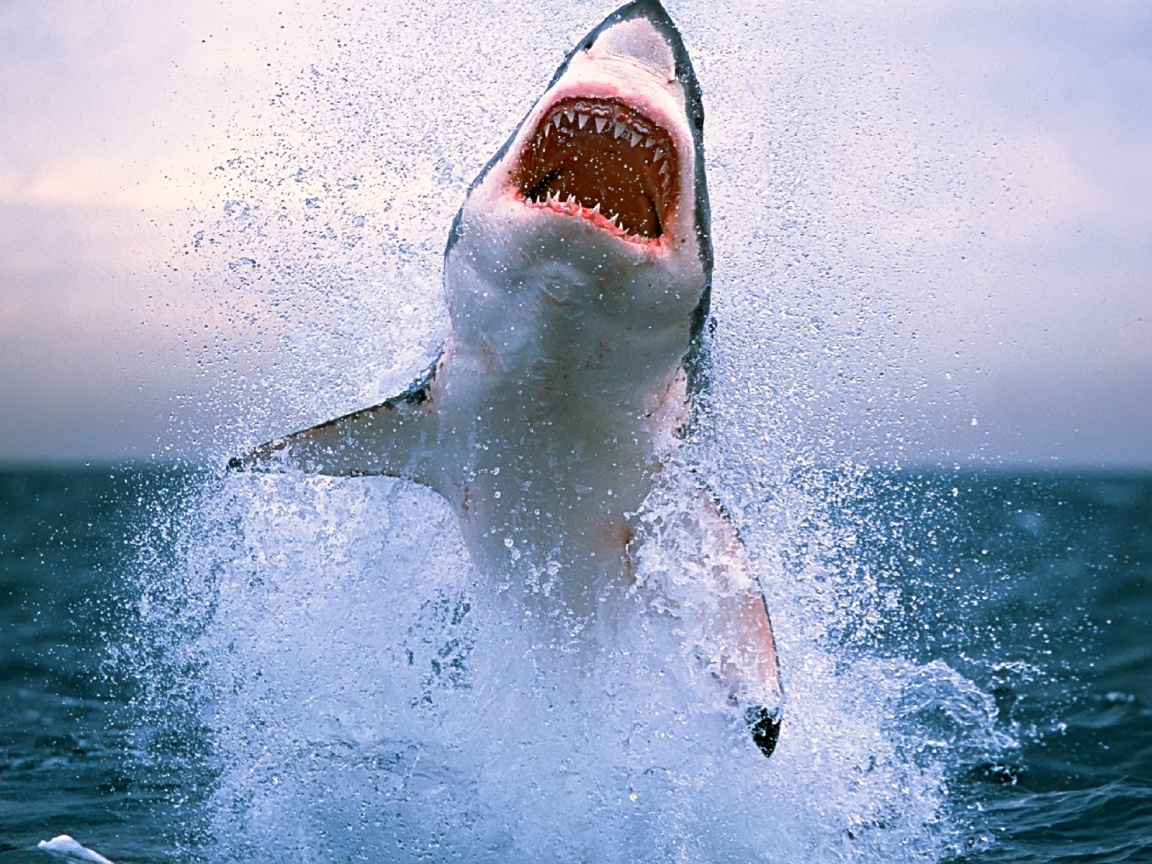 Зубастая акула обои