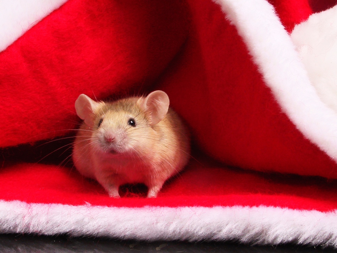 Толстый новогодний мышонок обои