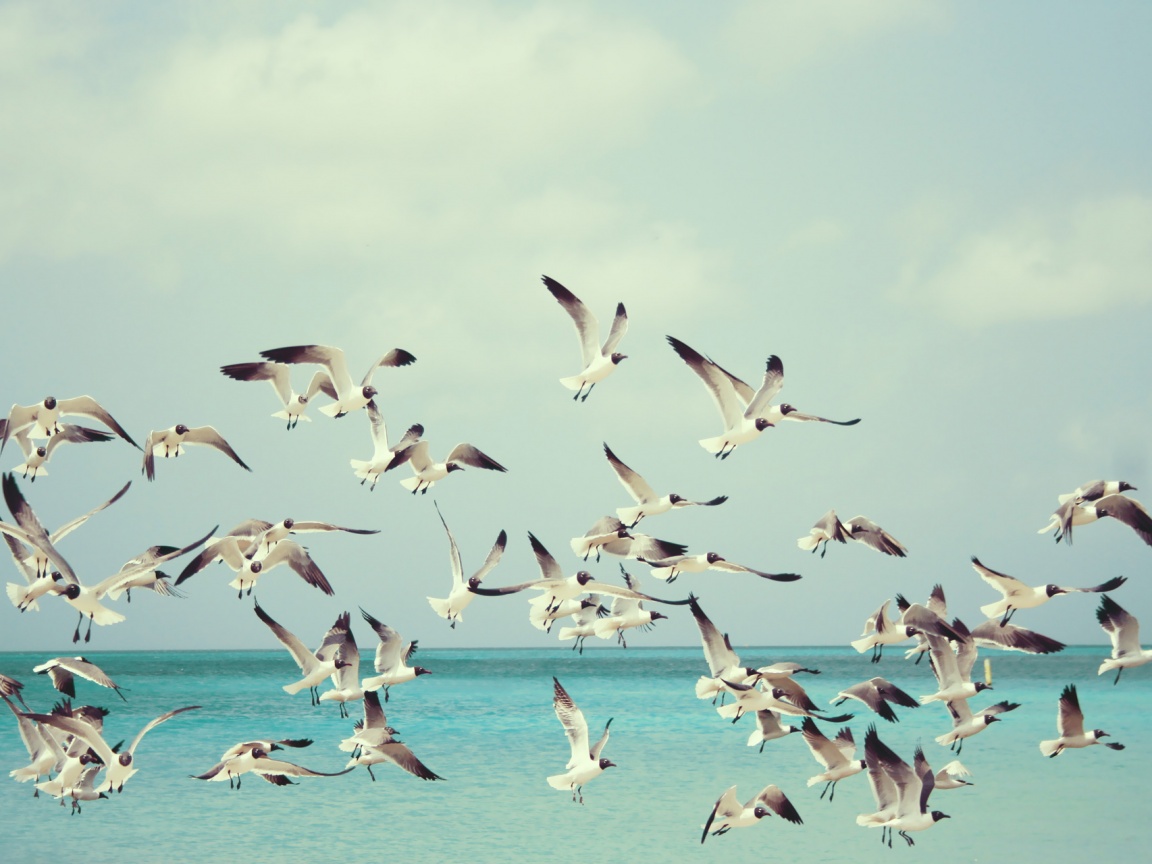 Стая взлетающих чаек обои