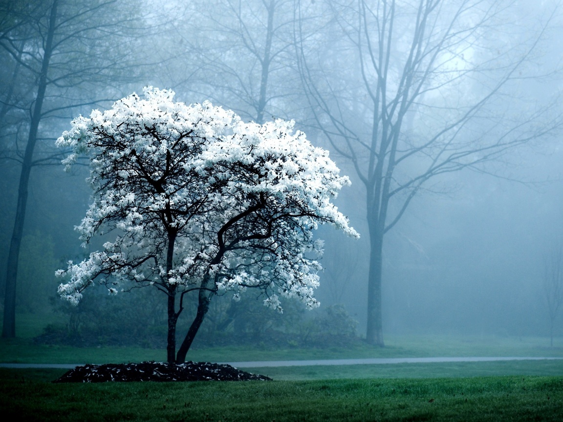Цветущее дерево обои