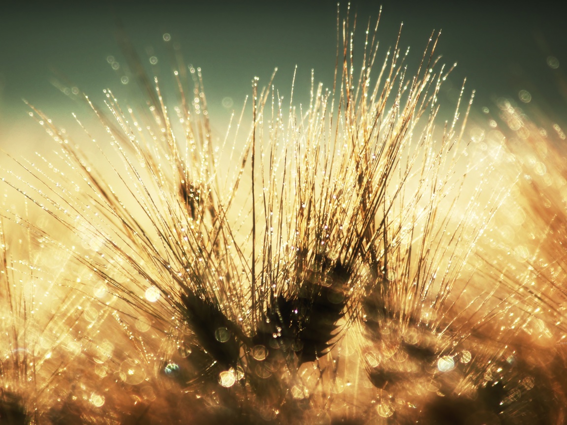 Трава на солнце обои