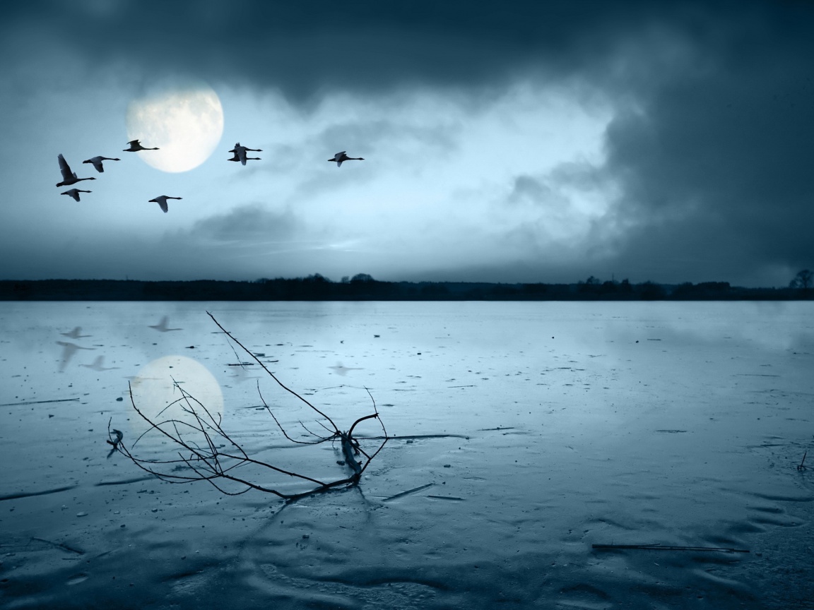 Полет птиц над озером обои