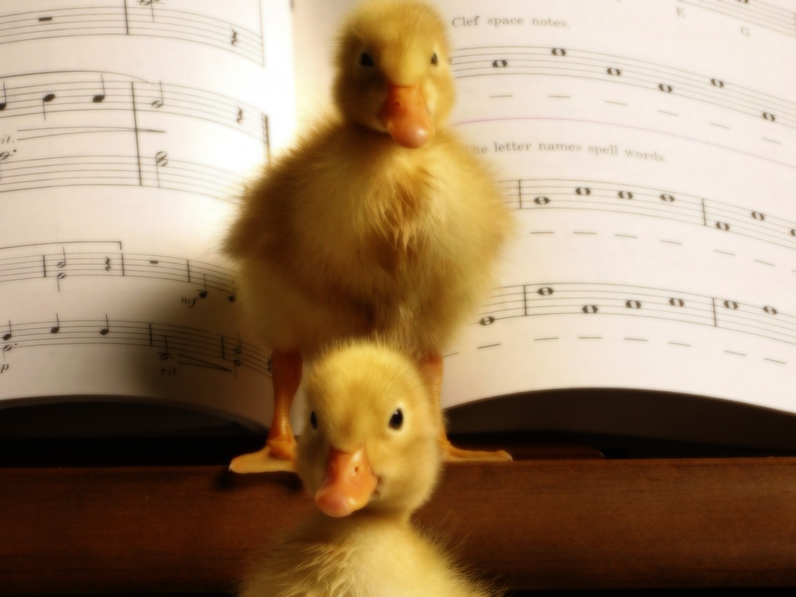 Музыкальные утята обои